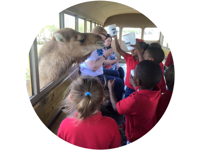 kids on a field trip feeding a camel 