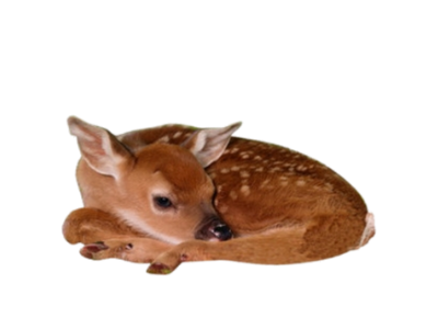 baby deer