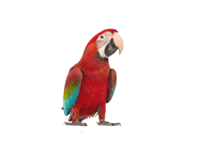 Parrot 