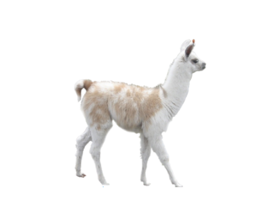 Llama 