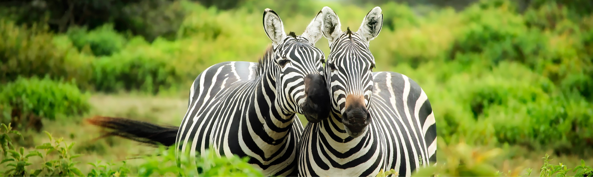 two Zebras 