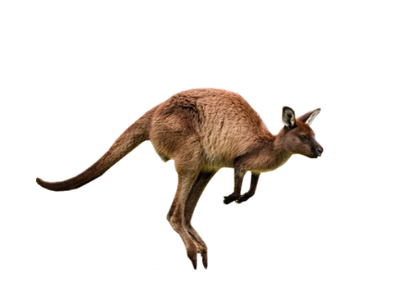 Kangaroo 