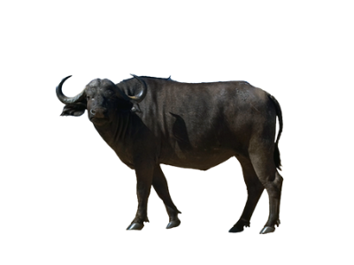 water buffalo 