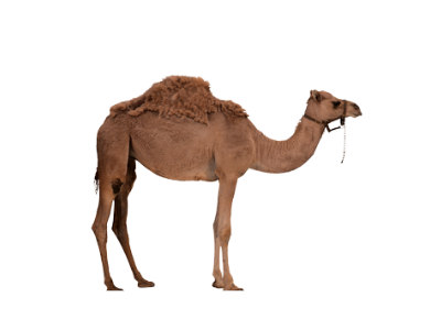 Humpback camel 